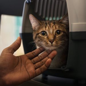 chat dans un sac de transport